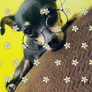 Meet your Posher, Astrid